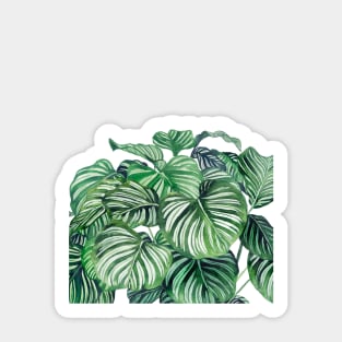 Calathea Orbifolia Leaves Sticker